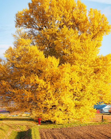 福島県の「赤井の大イチョウ」