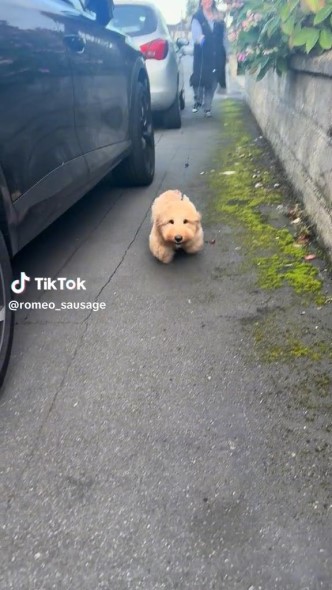 走り寄るワンコ