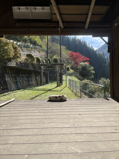 ちくわにそっくりな猫がX（Twitter）で話題に