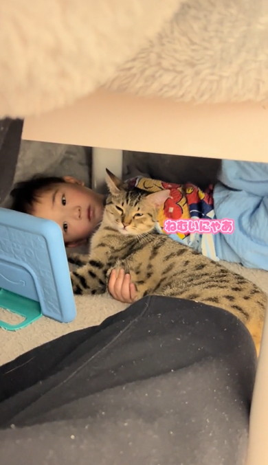 3歳息子から離れない猫