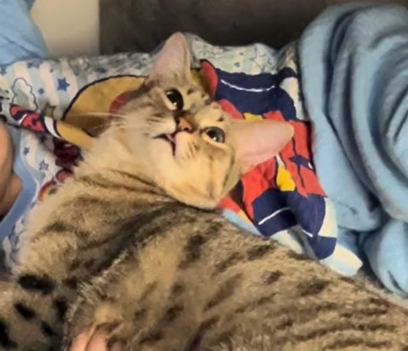 3歳息子から離れない猫