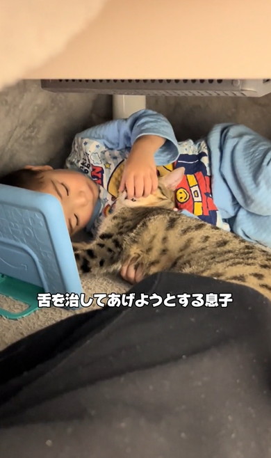 3歳息子から離れない猫