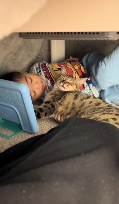 3歳息子から離れない猫