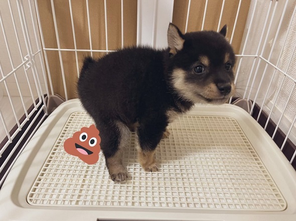 「ふんばり〜ぬ」の黒柴犬にそっくりなポーズをしている子犬