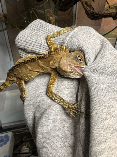 ベルモリドラゴン