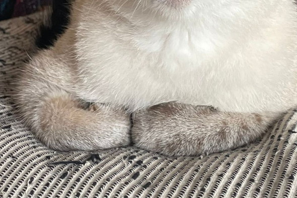 香箱座りをしている猫ちゃん