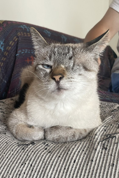 香箱座りをしている猫ちゃん