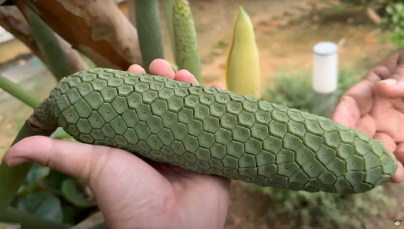 痛いけどうまい毒があるフルーツを食べてみた