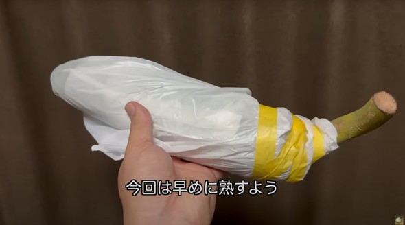 痛いけどうまい毒があるフルーツを食べてみた