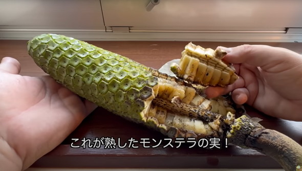 痛いけどうまい毒があるフルーツを食べてみた