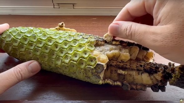 痛いけどうまい毒があるフルーツを食べてみた