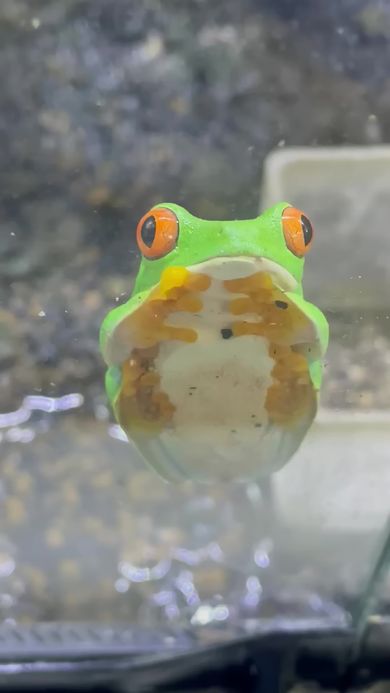 ウトウトしながら眠る体勢に入るカエル