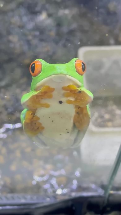 ウトウトしながら左後ろ足を体にくっつけるカエル