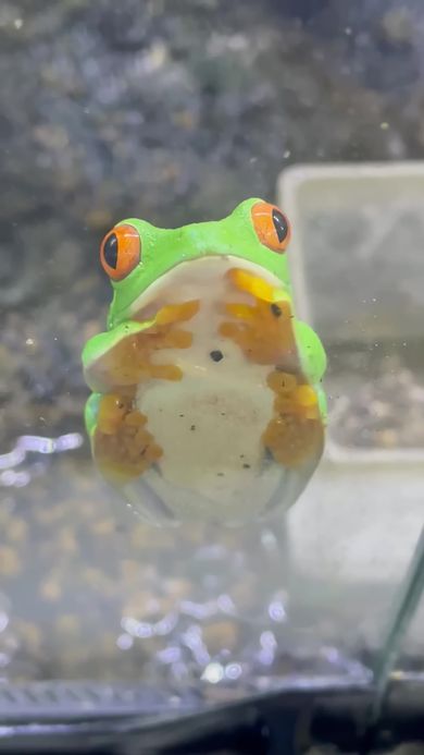 ウトウトしながら左前足を体にくっつけるカエル