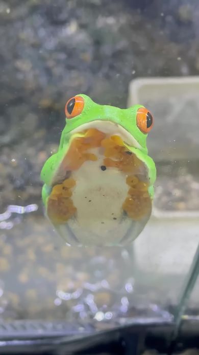 ウトウトしながら右前足を体にくっつけるカエル