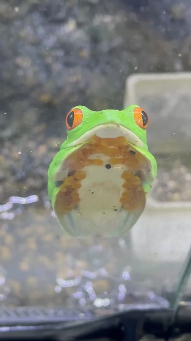 ウトウトしながら前足に顎を乗せるカエル