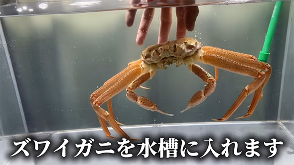 ズワイガニを水槽に入れます