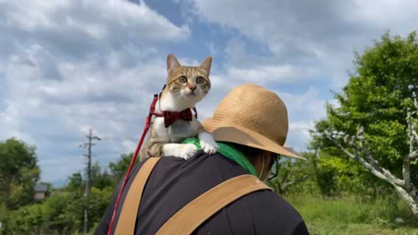 元保護猫 子猫 パパが好きすぎ 畑仕事中 ずっとくっついて 離れない お外デビュー