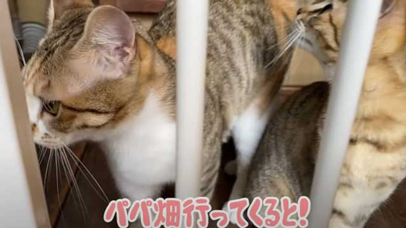 元保護猫 子猫 パパが好きすぎ 畑仕事中 ずっとくっついて 離れない お外デビュー