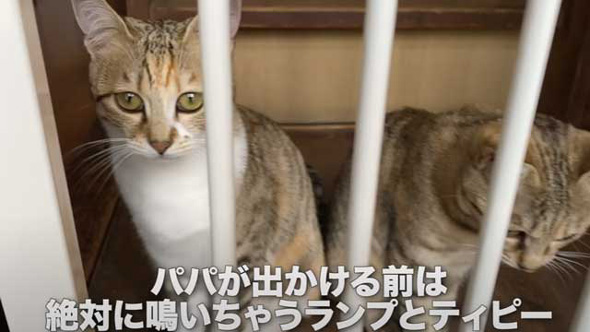 元保護猫 子猫 パパが好きすぎ 畑仕事中 ずっとくっついて 離れない お外デビュー