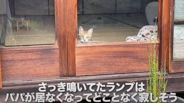 元保護猫 子猫 パパが好きすぎ 畑仕事中 ずっとくっついて 離れない お外デビュー