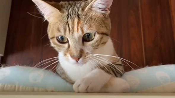 元保護猫 子猫 パパが好きすぎ 畑仕事中 ずっとくっついて 離れない お外デビュー