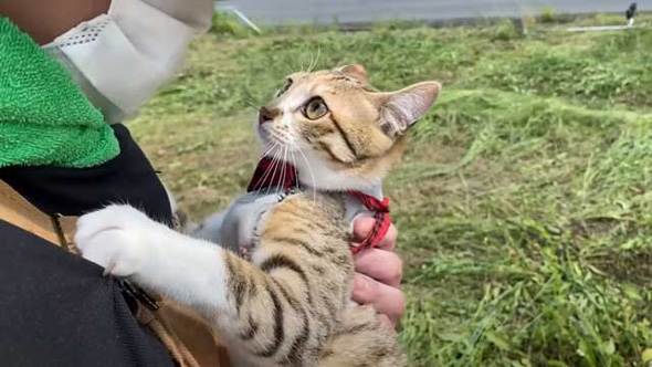 元保護猫 子猫 パパが好きすぎ 畑仕事中 ずっとくっついて 離れない お外デビュー
