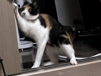 片足を上げるニャンコ