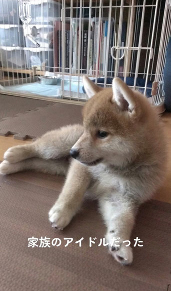 柴犬 まゆげ犬 変化 つながっている まゆげ 消えた 成長