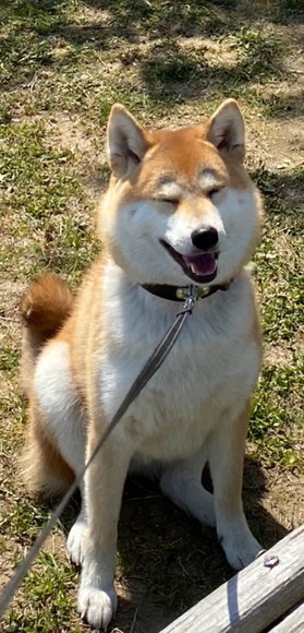 柴犬 まゆげ犬 変化 つながっている まゆげ 消えた 成長