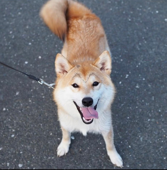 柴犬 まゆげ犬 変化 つながっている まゆげ 消えた 成長