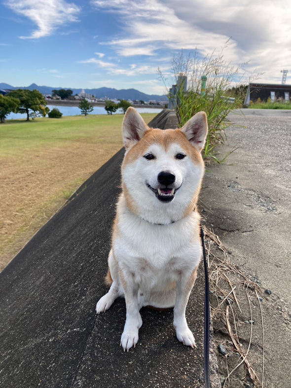 柴犬 まゆげ犬 変化 つながっている まゆげ 消えた 成長
