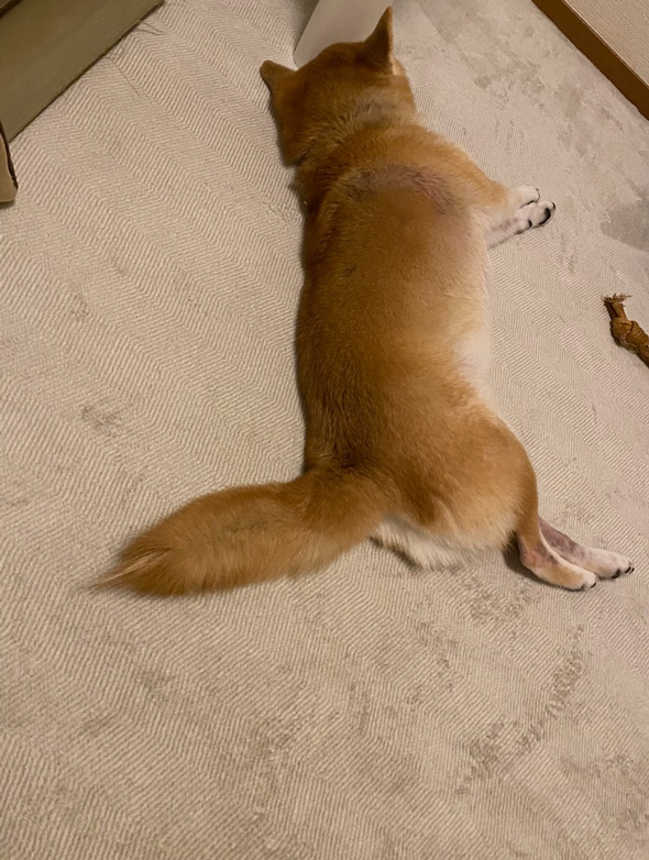 柴犬 まゆげ犬 変化 つながっている まゆげ 消えた 成長