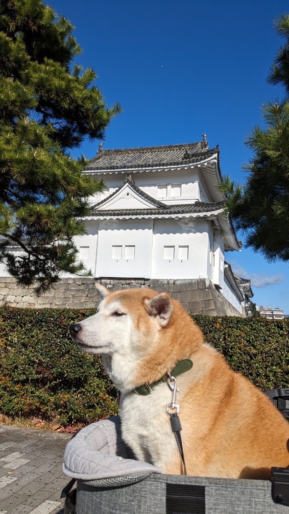 柴犬 まゆげ犬 変化 つながっている まゆげ 消えた 成長
