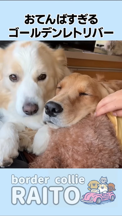 なでられているゴールデンレトリバーのワンコ