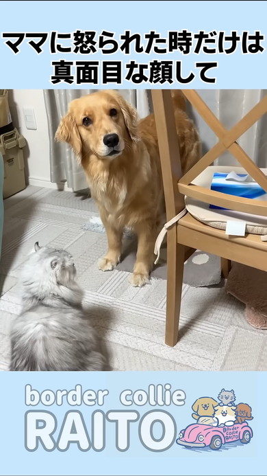 ママに怒られたゴールデンレトリバーのワンコ