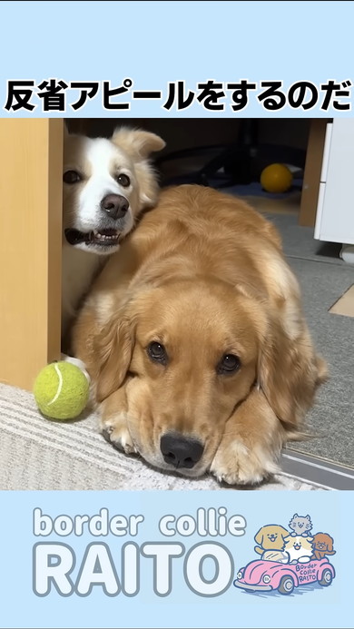 反省アピール中のゴールデンレトリバーのワンコ