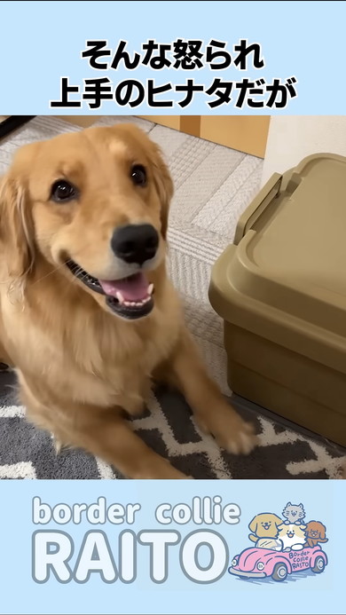 笑顔のゴールデンレトリバーのワンコ