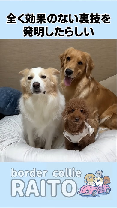 寄り添って座るゴールデンレトリバーのワンコたち