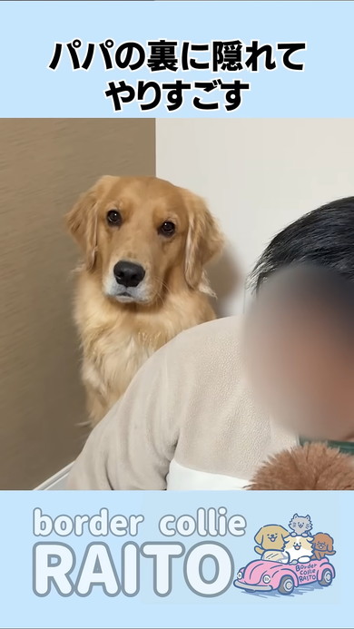 パパの後に隠れるゴールデンレトリバーのワンコ