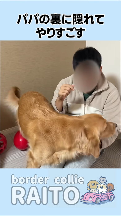 パパに寄り添うゴールデンレトリバーのワンコたち