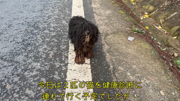 泥だらけのワンコ