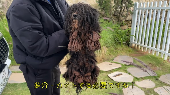 泥だらけのワンコ