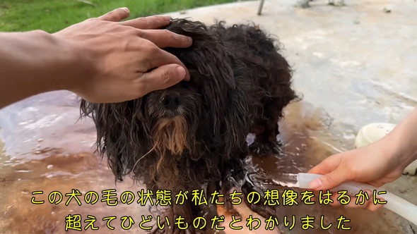洗われている泥だらけのワンコ