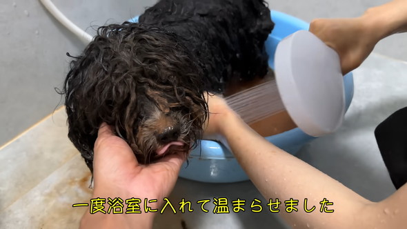 洗われている泥だらけのワンコ