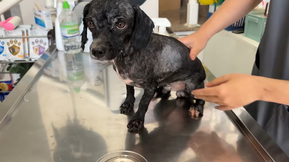 カットしてきれいになったワンコ