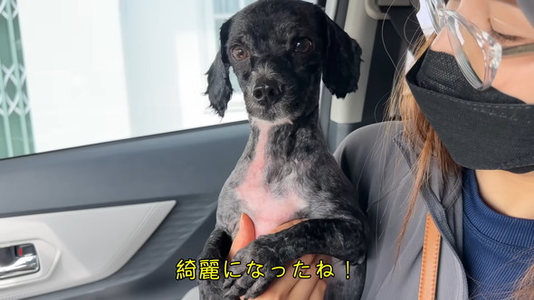 カットしてきれいになったワンコ