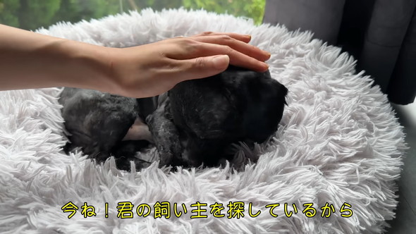 安心して眠るワンコ