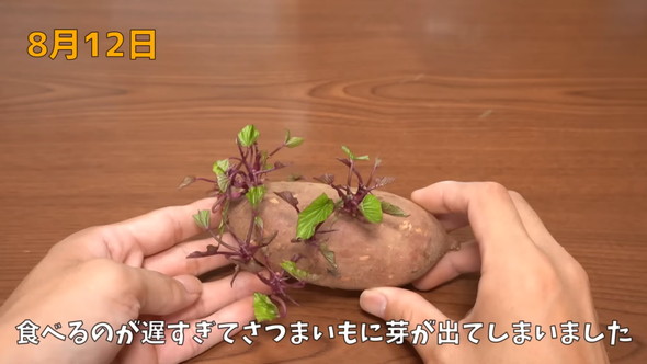 芽が出てしまったさつまいも