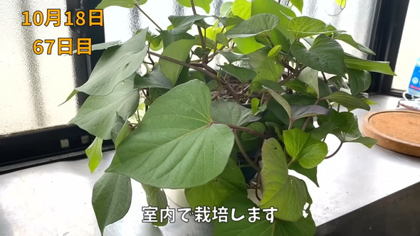 室内栽培のさつまいも